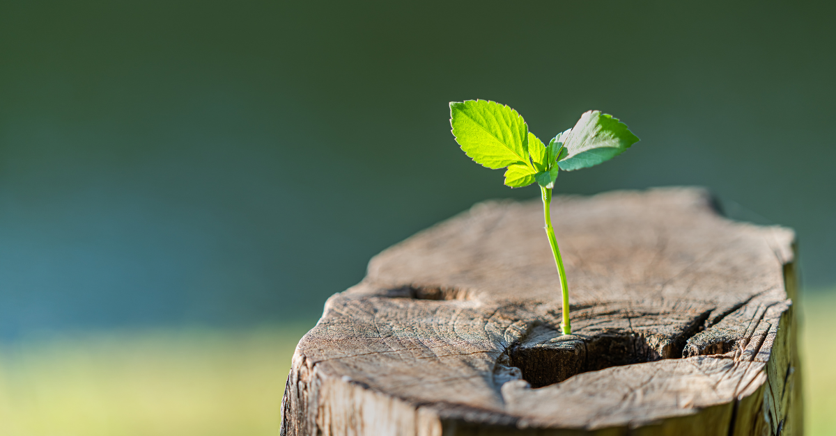How Do I Set Up a Business Coaching Business?